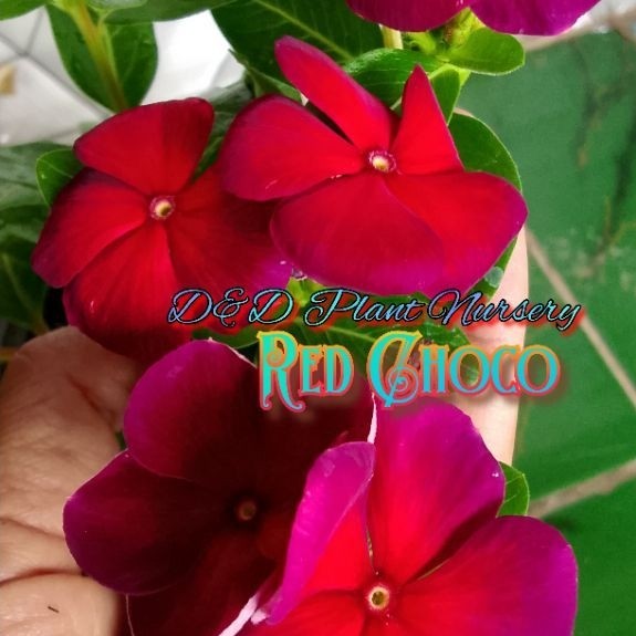 Vinca seed_biji bunga vinca RED CHOCO