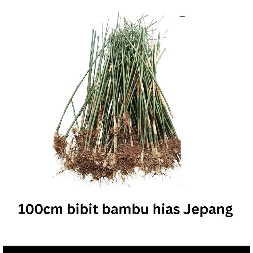 Tanaman Hias Bambu Cina Hijau Bambu cendani bambu cina  hias tinggi 1 meter
