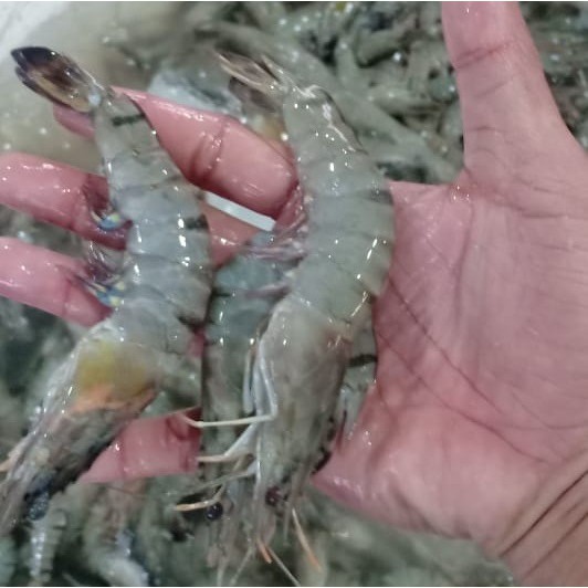 Udang Segar Udang Windu Udang Pancet 1 Kg
