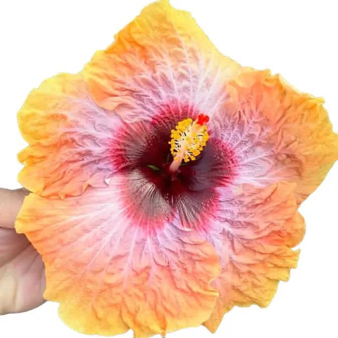 Tanaman hias kembang sepatu hibiscus import HVH moonstruk asli pohon bunga sepatu hibiscus import