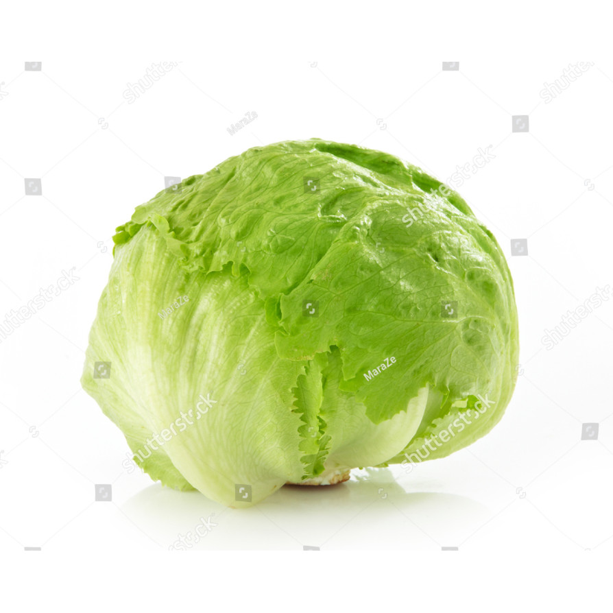 PDG Benih Selada Iceberg Head Lettuce