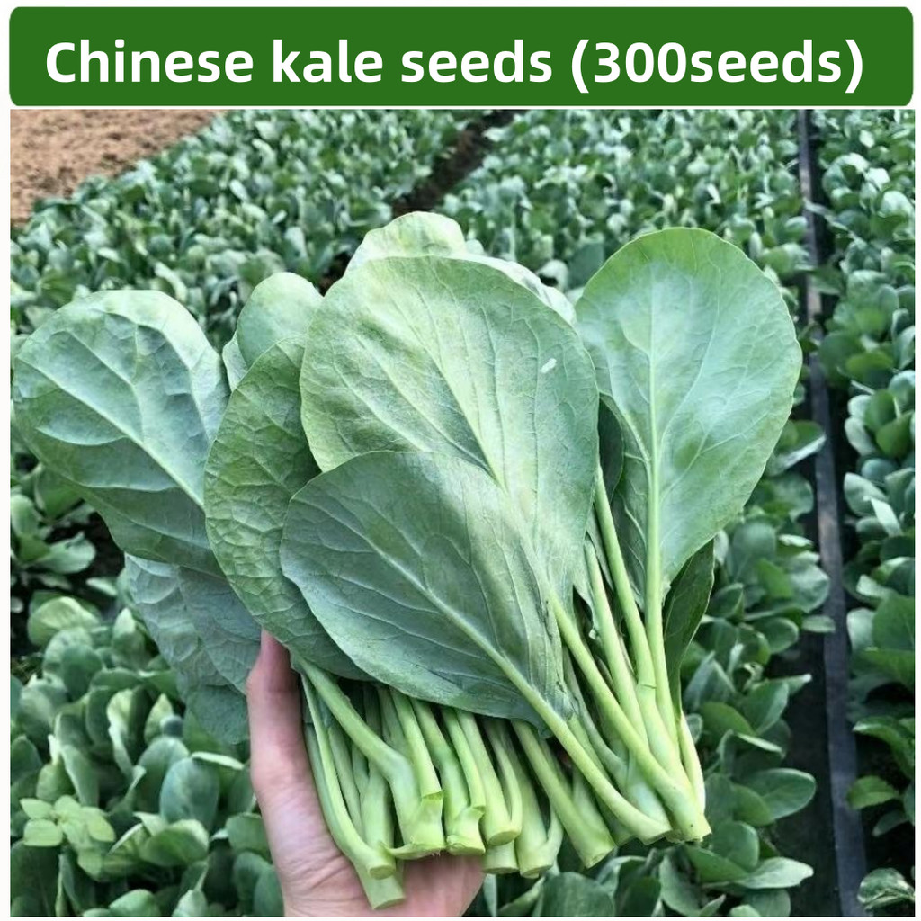 100seeds Chinese Kale seeds/ KALE Kailaan seeds / High germination rate