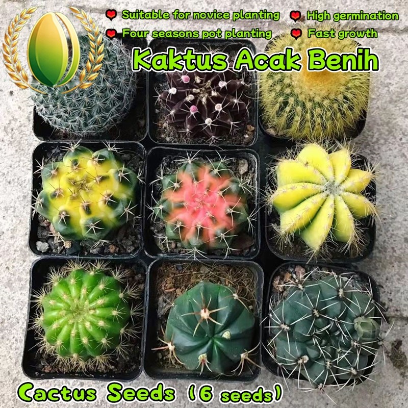 6 Biji Kaktus Acak Untuk Menanam Bunga, Benih Kaktus Langka Untuk Berkebun, Benih Bonsai Random Cact