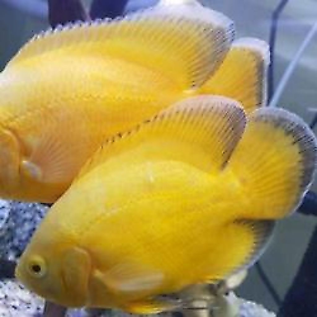 Hiasan Oscar lemon hiasan aquarium bisa cod