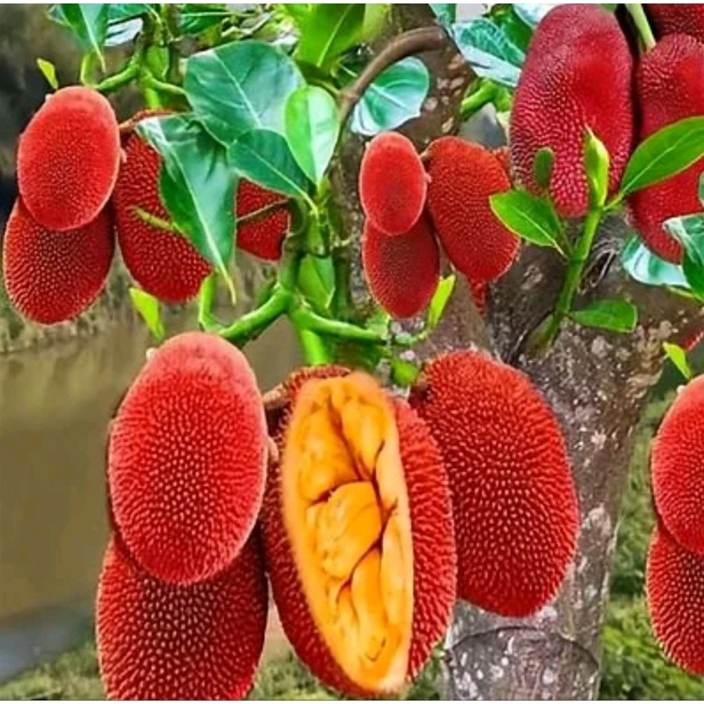 Bibit Nangka Merah Thailand super murah