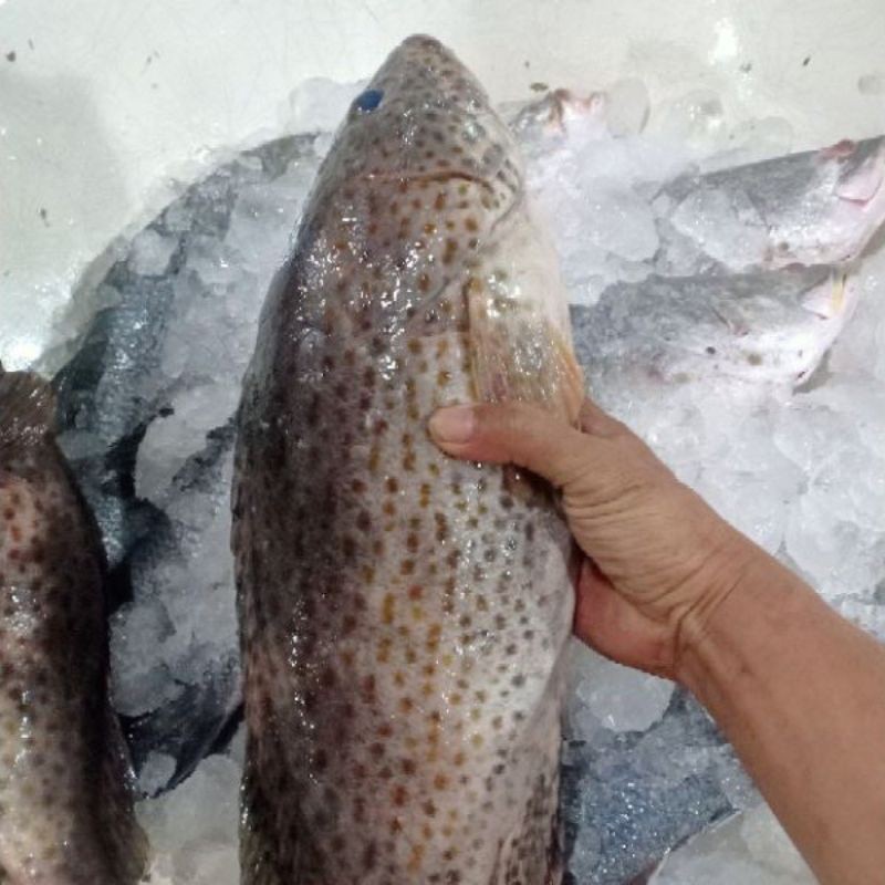 

Ikan Kerapu Balong Hasil Laut Segar Seafood 1 Kg