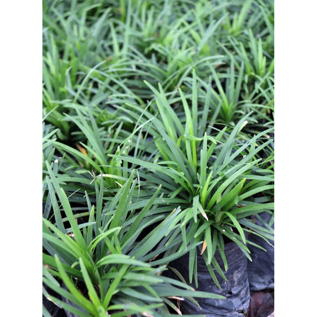 tanaman hias mondo grass mini - kucai mini - rumput kucai pengganti rumput