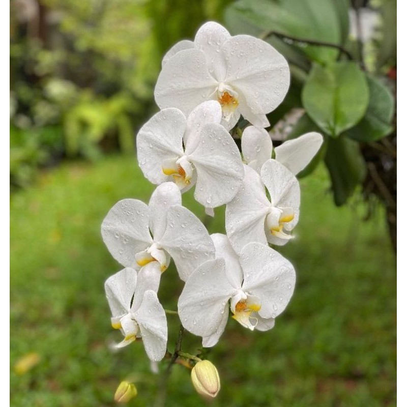 Anggrek bulan putih dewasa