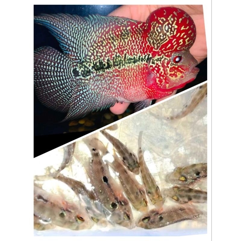 Terbaru Burayak Louhan Lohan 3-4 cm Super Red Dragon Pilihan (SRD) rayakan