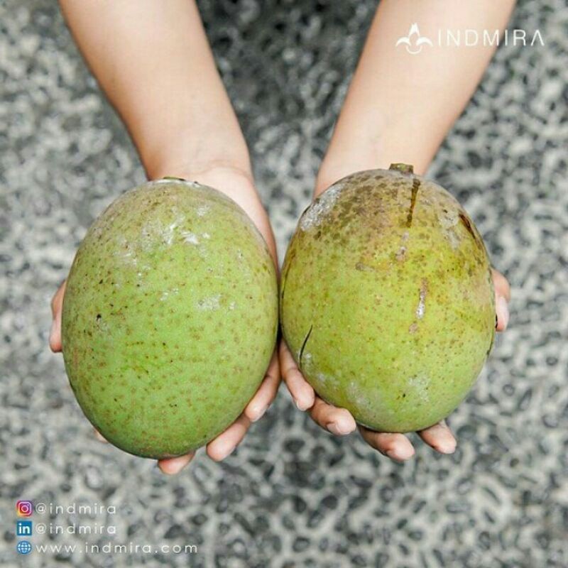 Bibit Mangga Pakel Super Murah