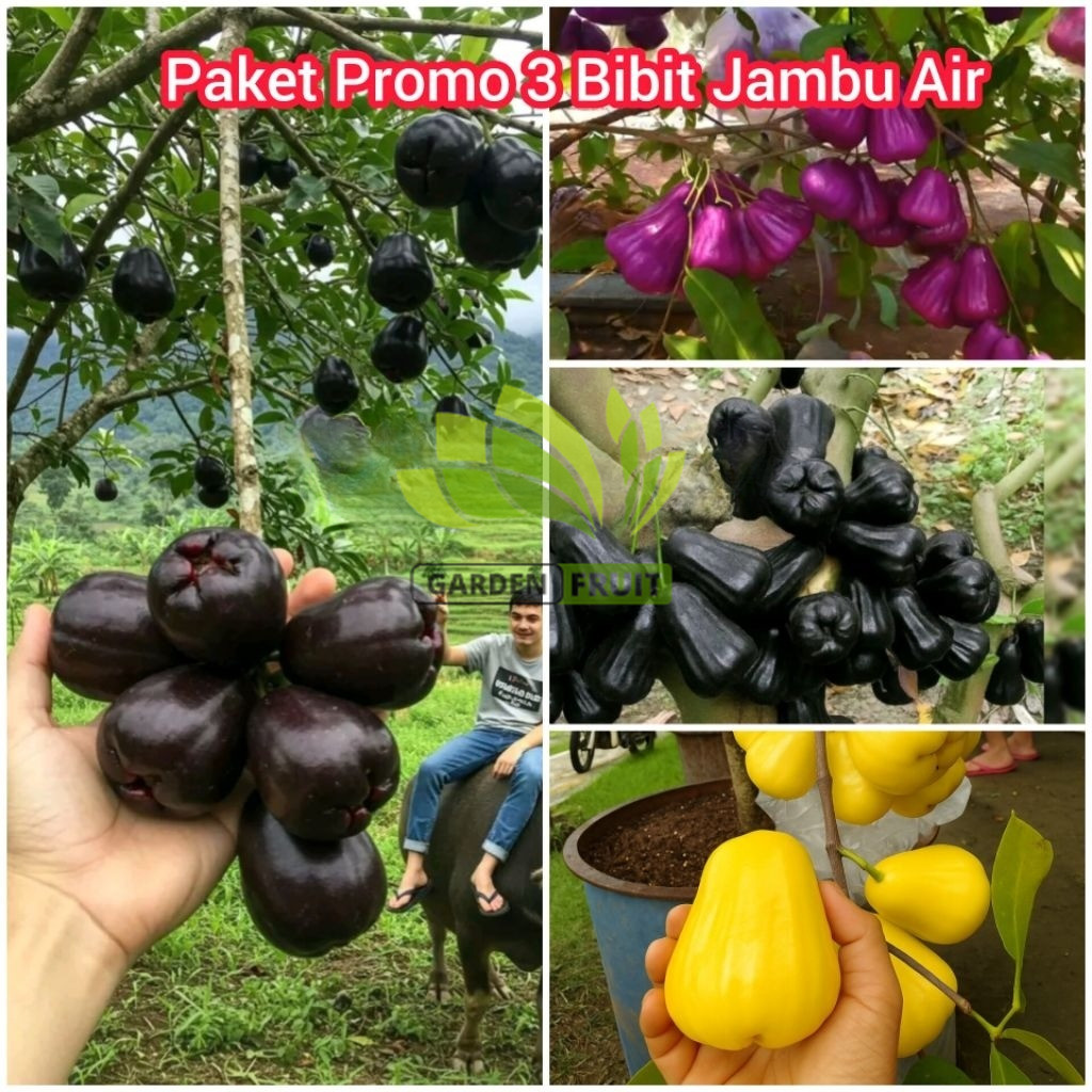 PROMO Paket 3 Bibit Jambu Air Madu Kuning, Jambu Air Citra Ungu, Jambu Air Hitam Black Guava Super