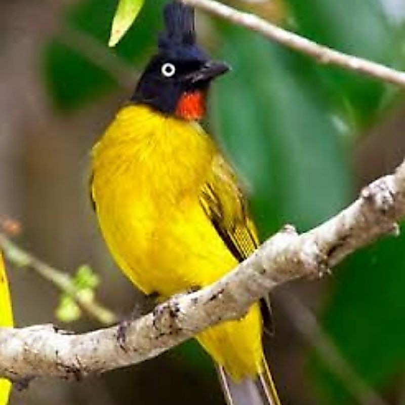 BURUNG KUTILANG EMAS BAHAN PILIHAN