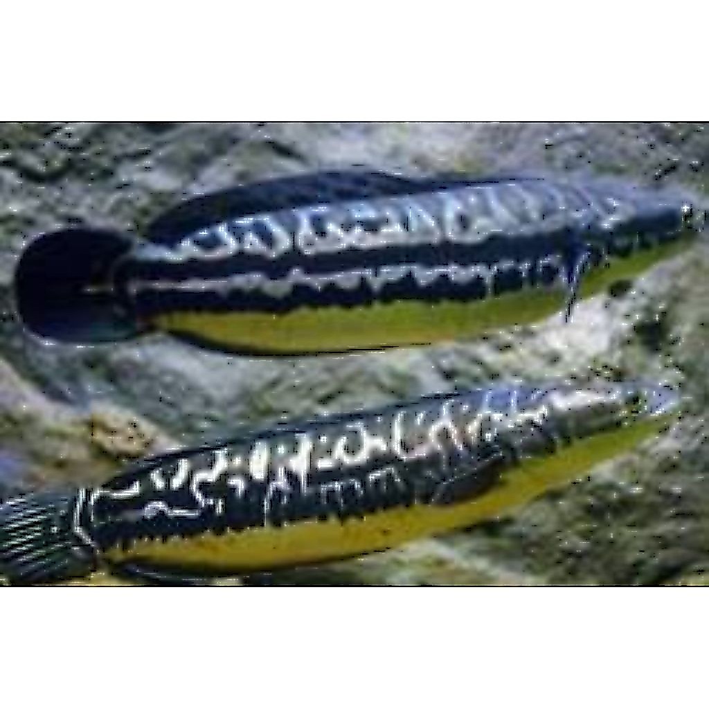 toman jumbo 10-15cm warna cantik