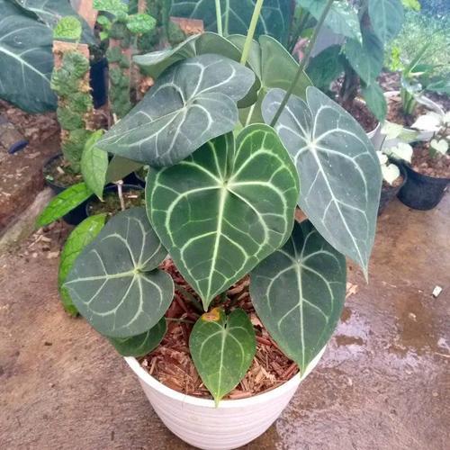 TANAMAN HIAS ANTHURIUM KUPING GAJAH CLARINERVIUM - KUPING GAJAH CLARINERVIUM