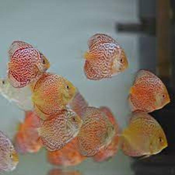 Ikan Discus Leopard Snake Skin 2 inch | Kualitas Premium