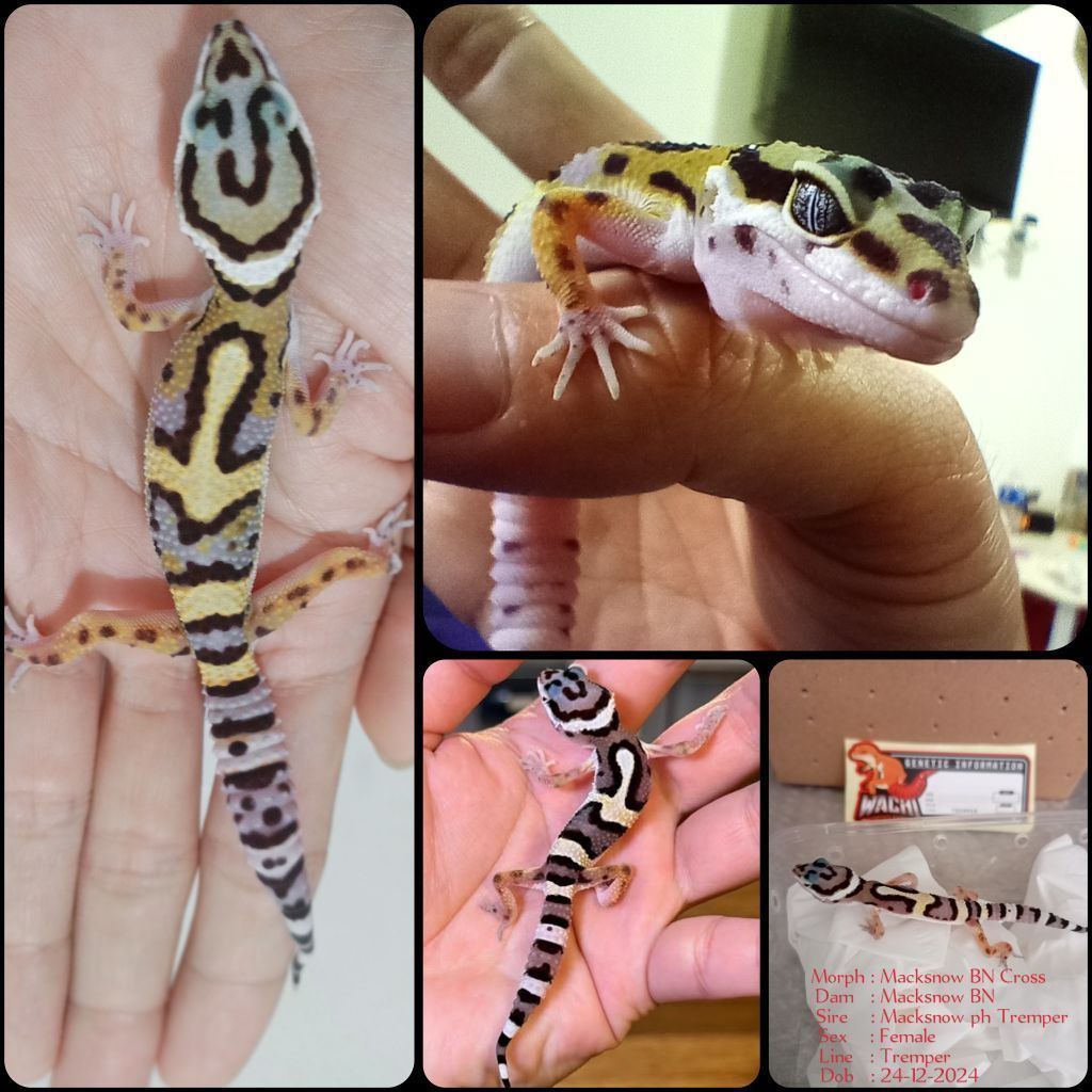 TERMURAH Leopard Gecko Baby Free Kalsium