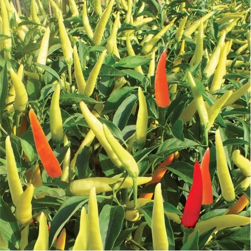 PlantSeed - 50 Benih Bibit Cabe Rawit Hibrida Lentera Benih Cabai Rawit Merah