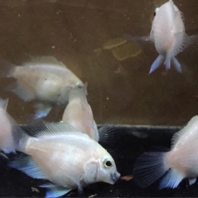 Hiasan Aquarium Cichlids Blue Polar Platinum Parrot Remaja - Siapan indukan