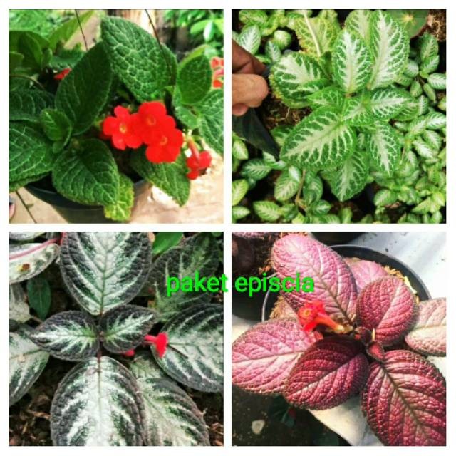 Tanaman Hias Episcia - Paket Tanaman Hias Episcia - Episcia (PTR-FLORA)