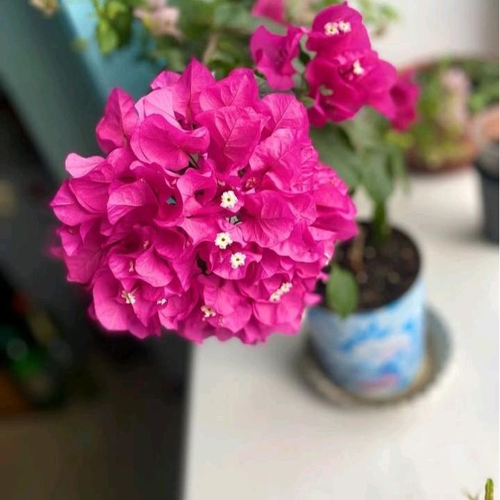 tanaman hias bougenville bunga kertas bibit pohon bougenville bunga kertas import original mix tanam