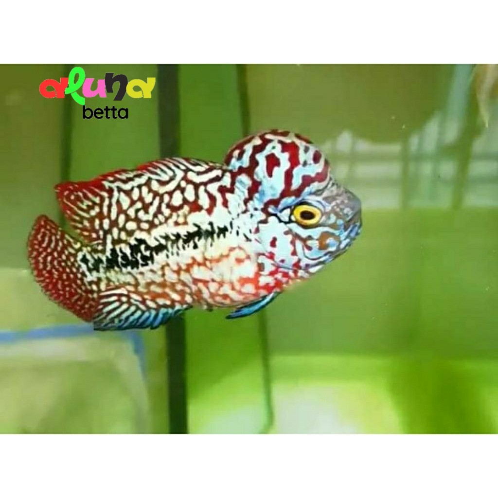 hiasan akuarium louhan kamfa f2 thailand ukuran kurleb 4 cm an