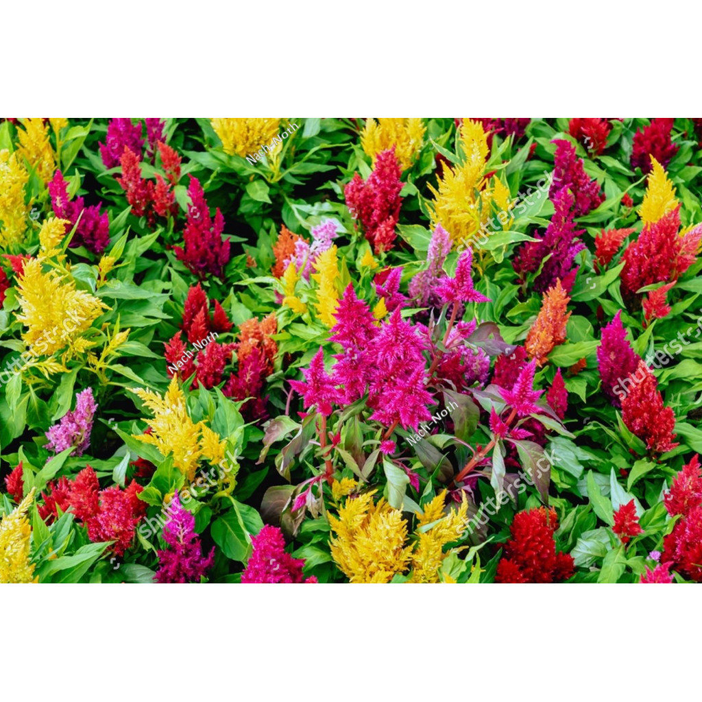 PDG bibit Biji Benih Bunga Celosia