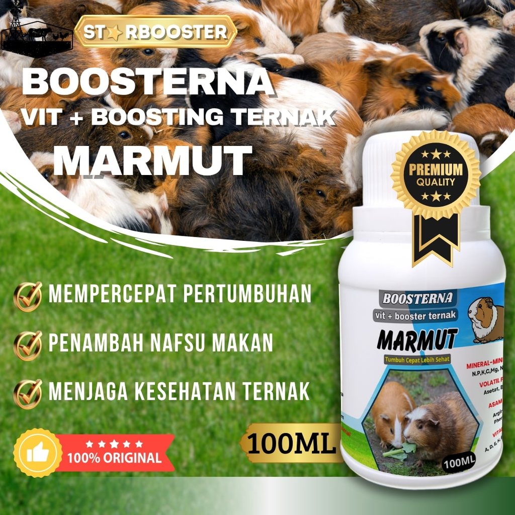 BOOSTING ternak MARMUT Vitamin Probiotik Vitamin Suplemen Marmut Hias Anggora Fuzzy Lop Holland Neth