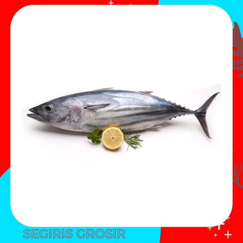 Ikan Tongkol Segar Besar