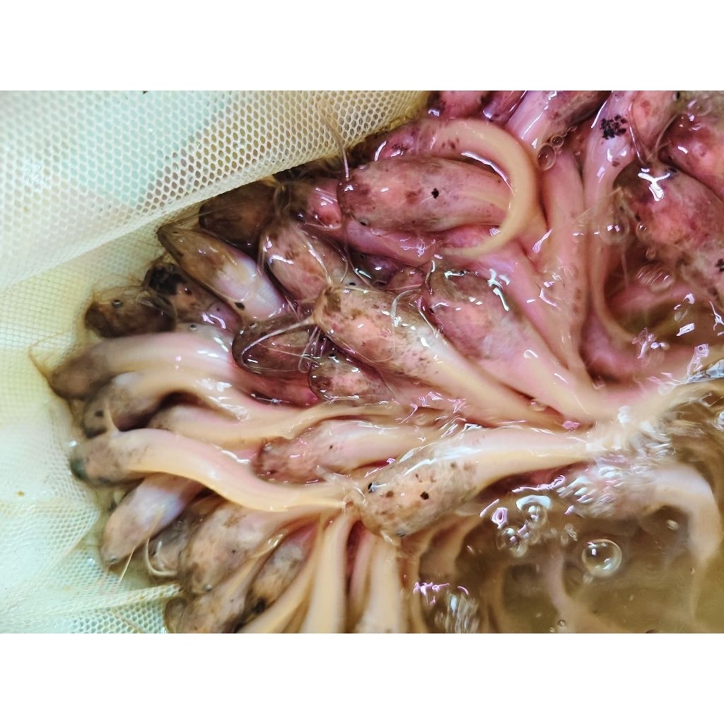 Bibit Ikan Lele Putih Albino bibit lele belang lele sapi ikan lele