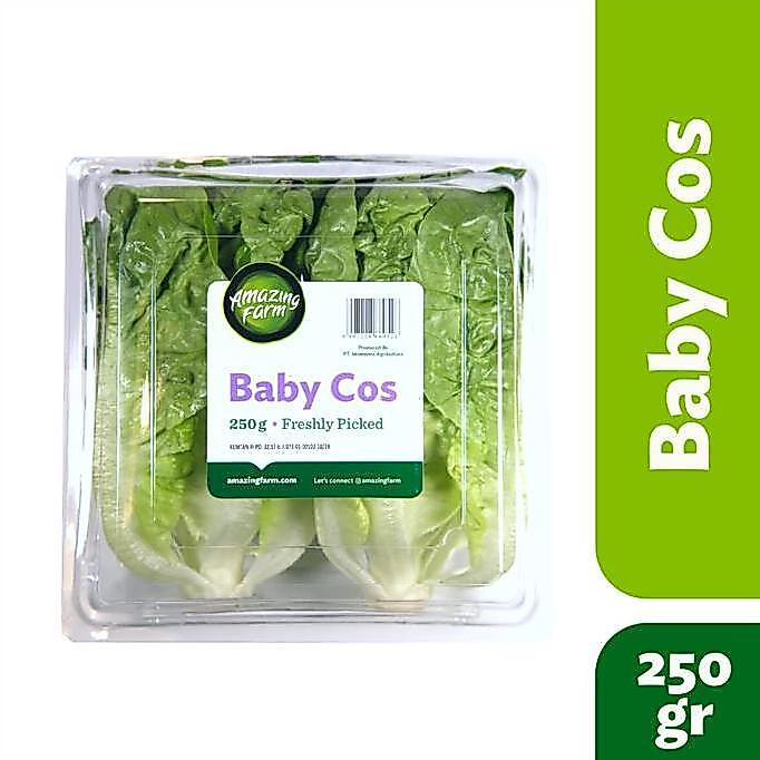 Baby Romaine Cos Lettuce 250 gram Amazing Farm