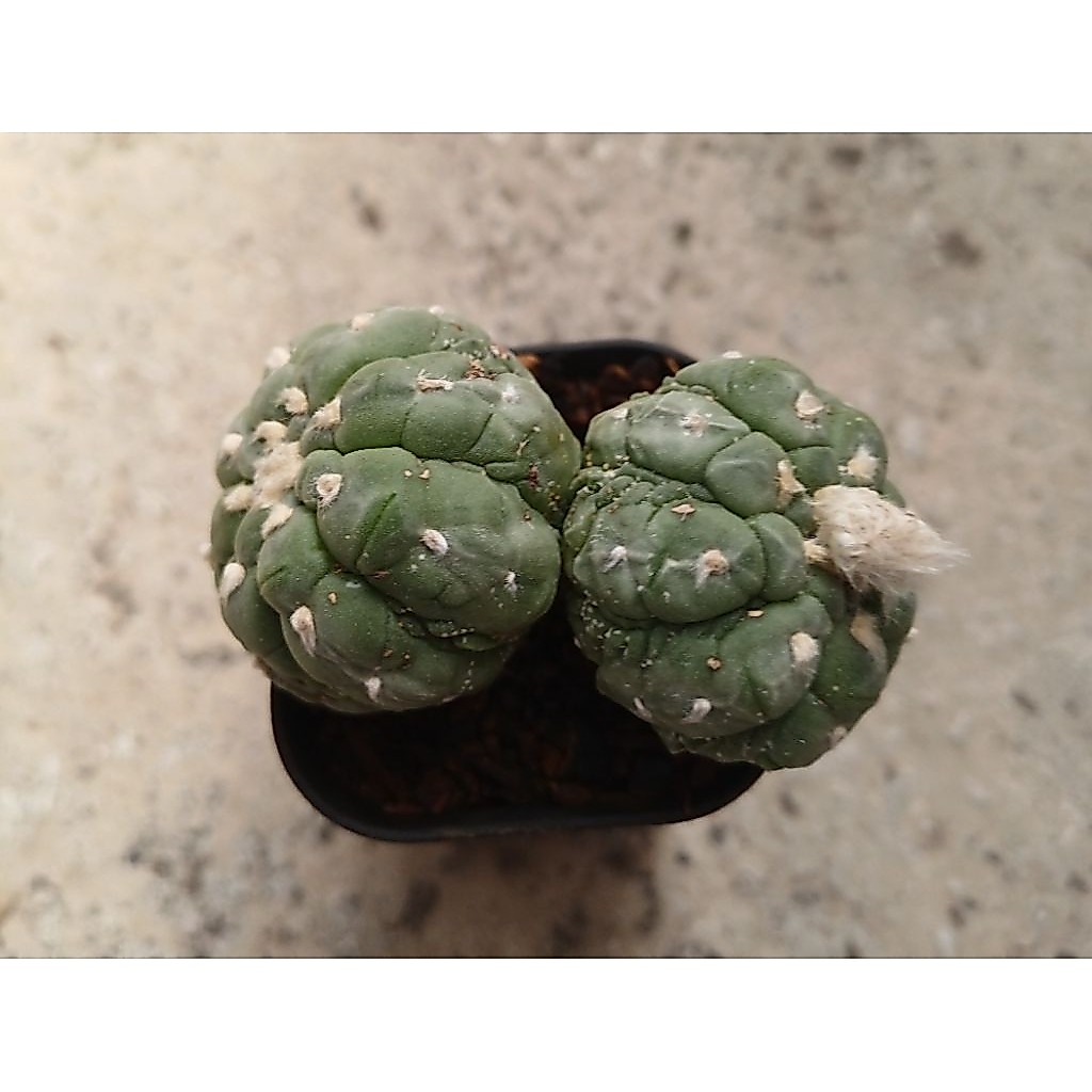 Astro kikko Lizard skin double head