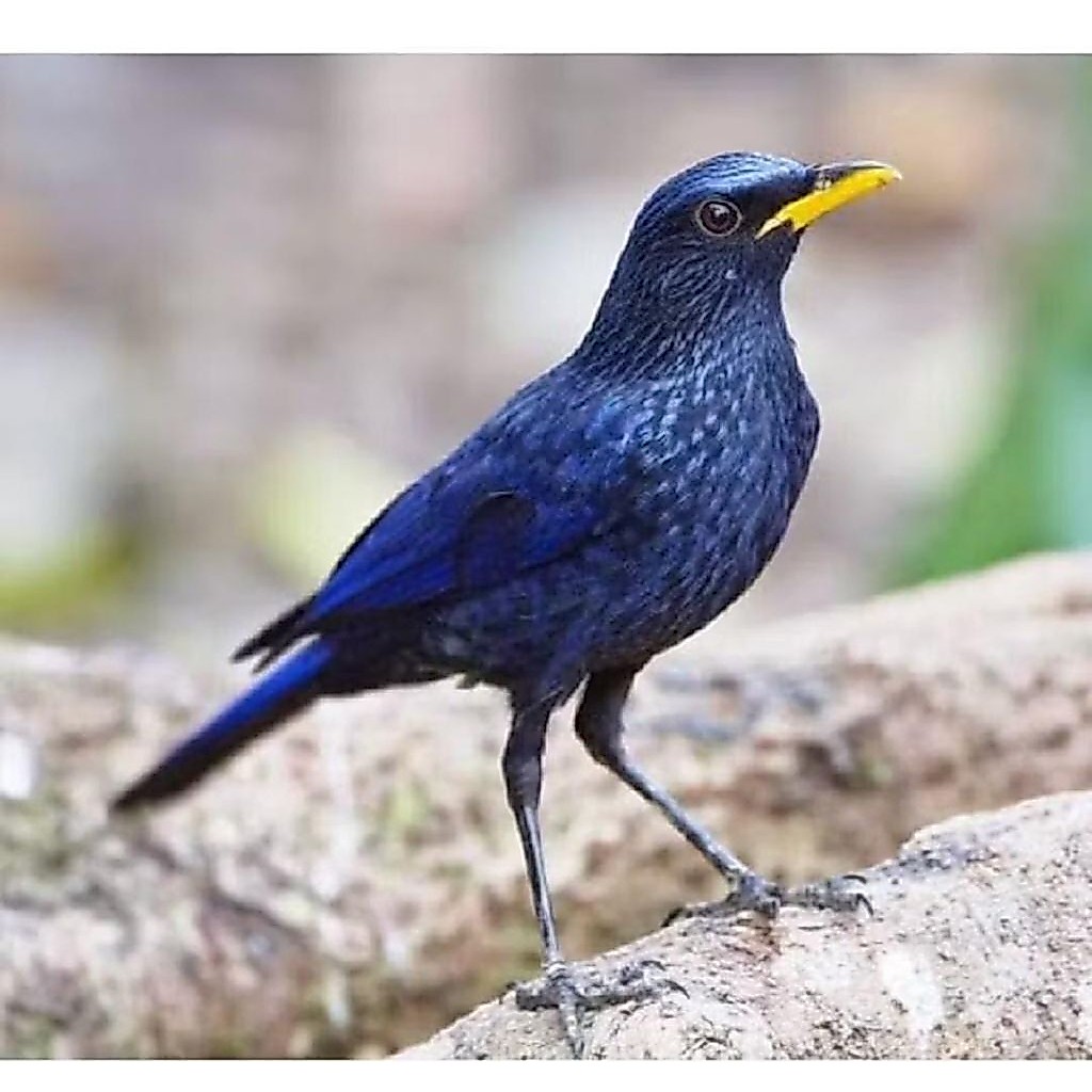 Burung ciung wanara Jantan mulus istimewa