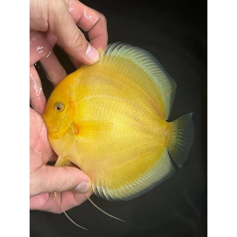 Ikan Discus Golden Albino 4 inch | Kualitas Premium