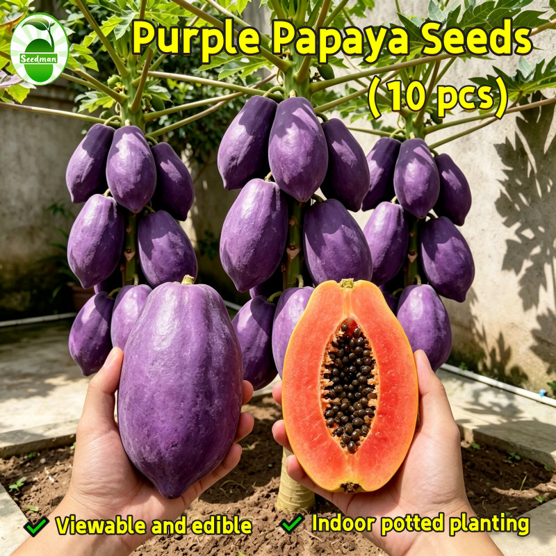 Dwarf Papaya Fruit Seeds (10 Pcs/pack) Sweet Purple Papaya Seeds for Planting Edible Papaya Tree See