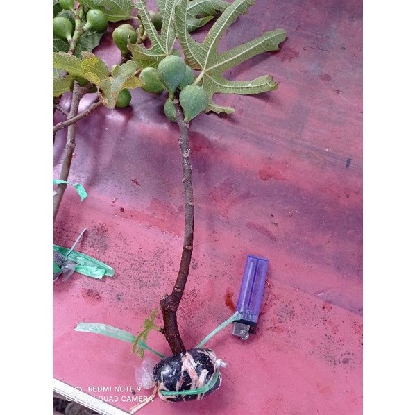 bibit cangkok kondisi sudah BERBUAH. bibit pohon buah tin ara fig. buah surga. bibit buah tin tanama