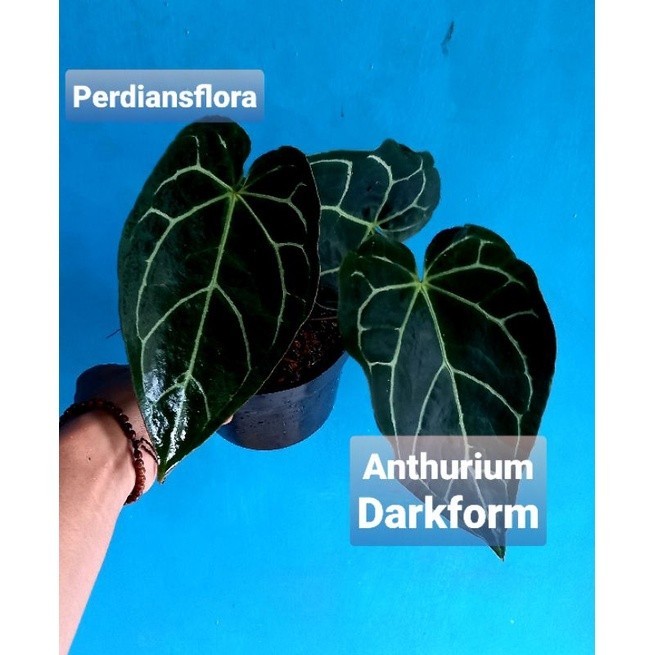 PROMO!!  ANTHURIUM KUPING GAJAH DARKFORM/Kuping Gajah Hitam
