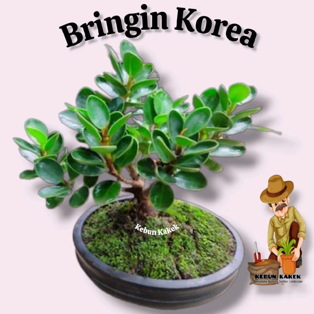 Bibit Bonsai Beringin Korea / Tanaman Hias Beringin Korea / Tanaman Hias Hidup Beringin Korea