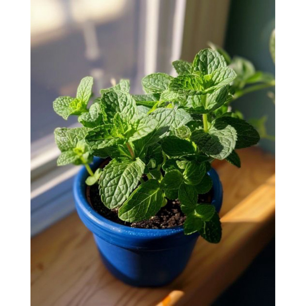 tanaman hias daun mint - daun mint wangi