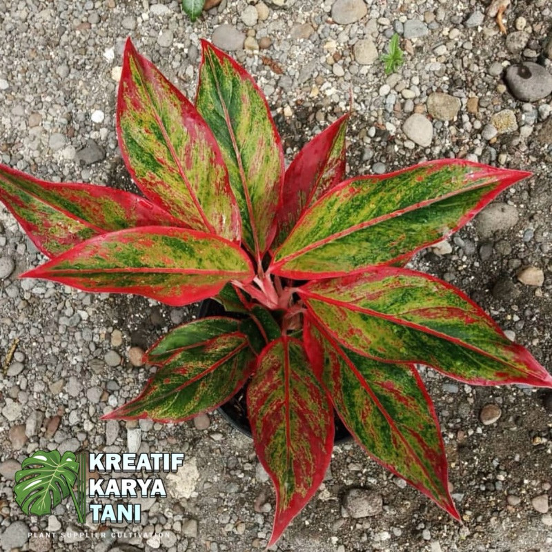 Tanaman hias aglonema lipstik - Aglonema lipstik aglonema