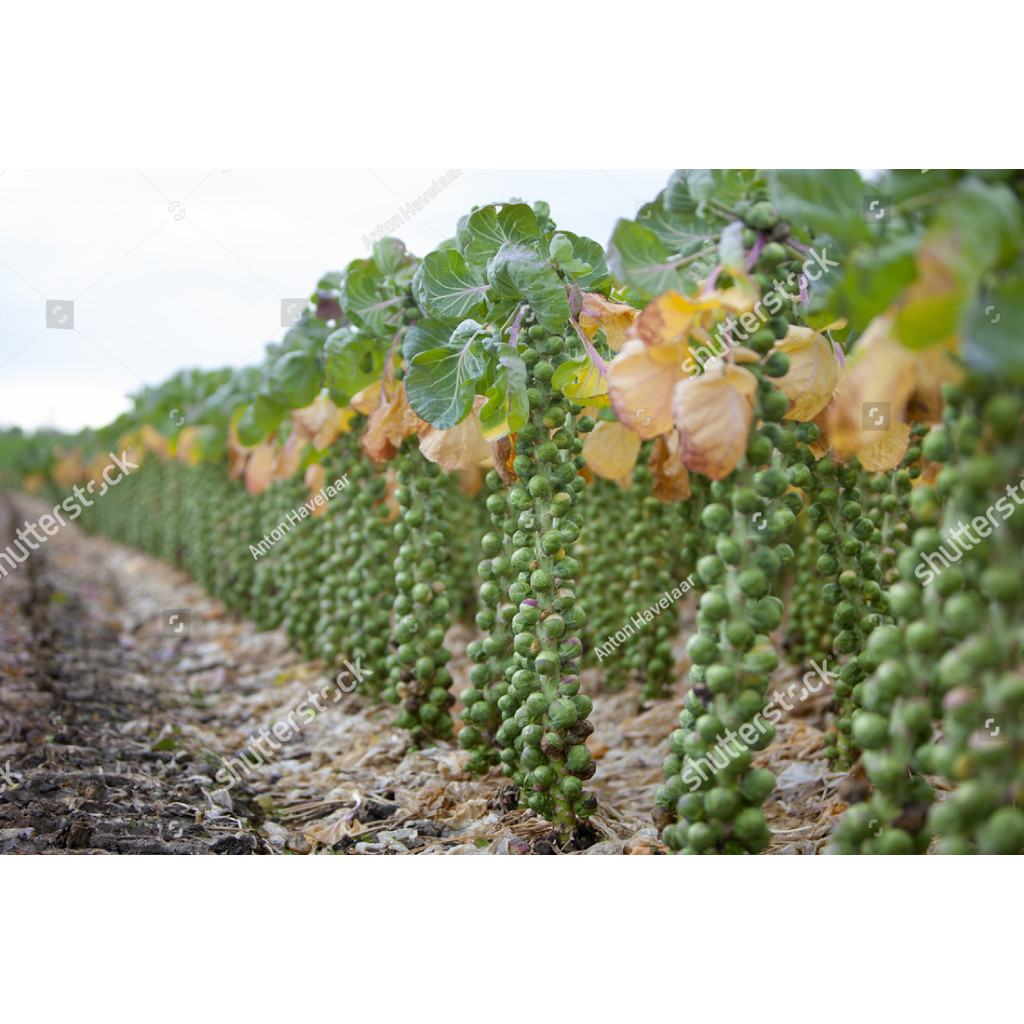 BA Benih  bibit Kubis Mini