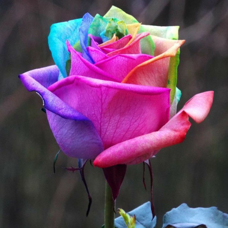 Bibit Benih Bunga Mawar Pelangi Rainbow (Isi 50 Biji)