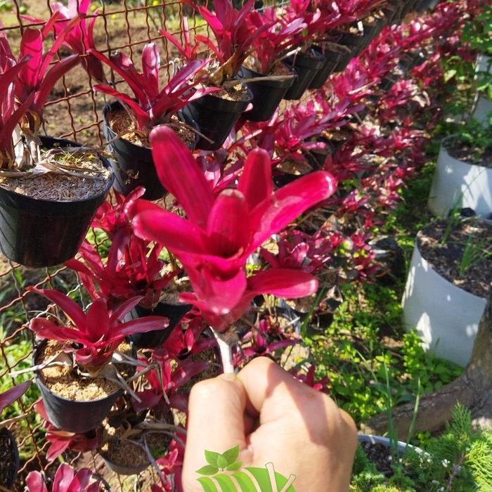 Bromelia Mini Merah Tanaman Paludarium Terarium Taman dan Kolam