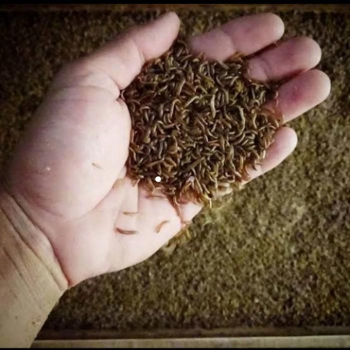 [ Promo ] || Ulat kandang 1 kg, pakan unggas