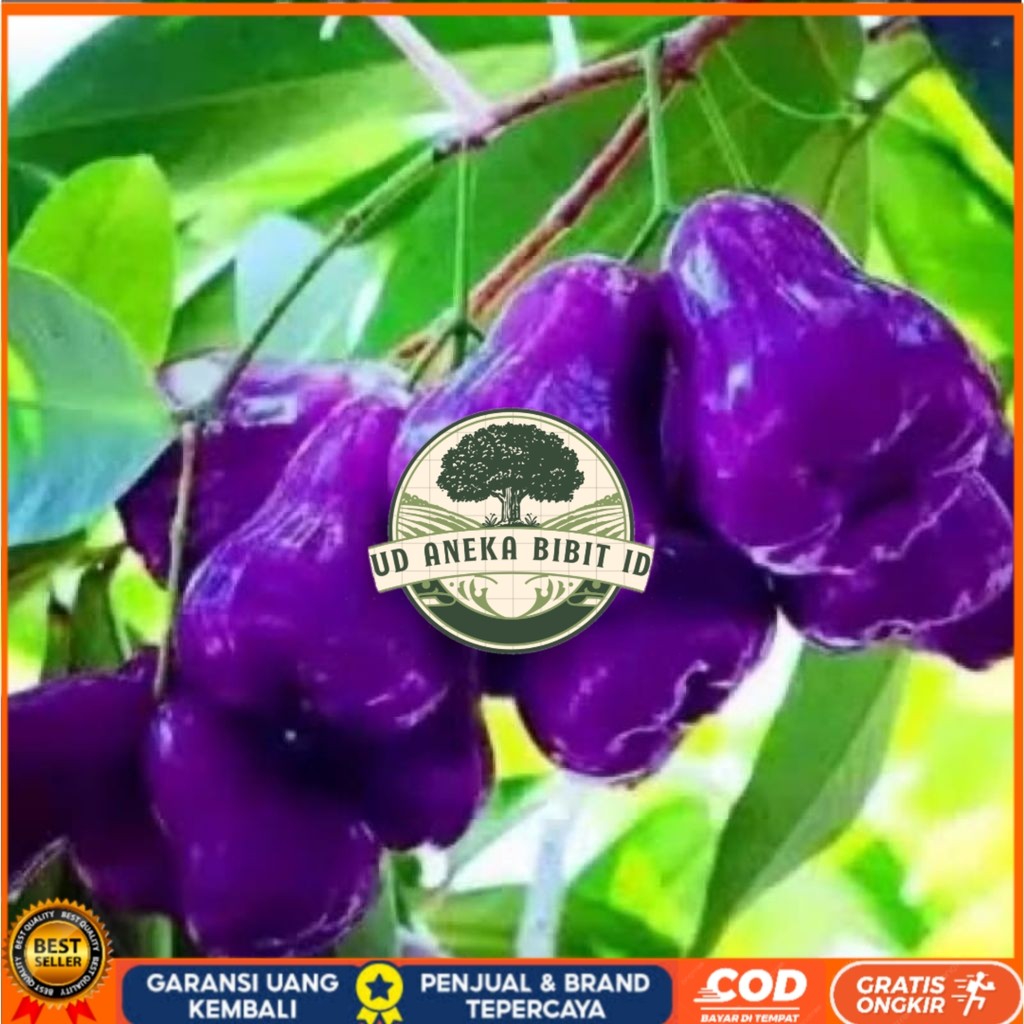 Bibit Jambu Citra Ungu Hasil Okulasi | Jambu Air Ungu UD ANEKA BIBIT ID
