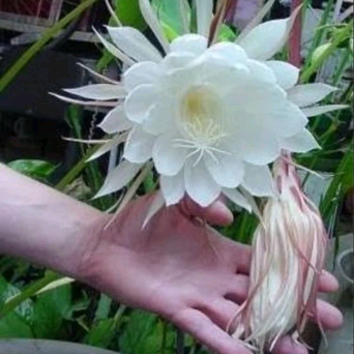 Bibit wijaya kusuma bunga putih besar