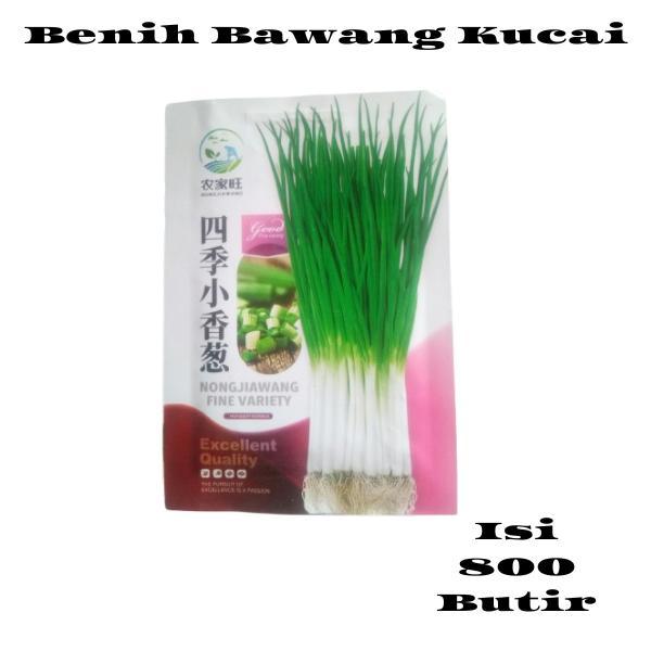 Benih Unggul Bawang Kucai Impor Isi 800 Butir Nongjiawang Benih Tanaman