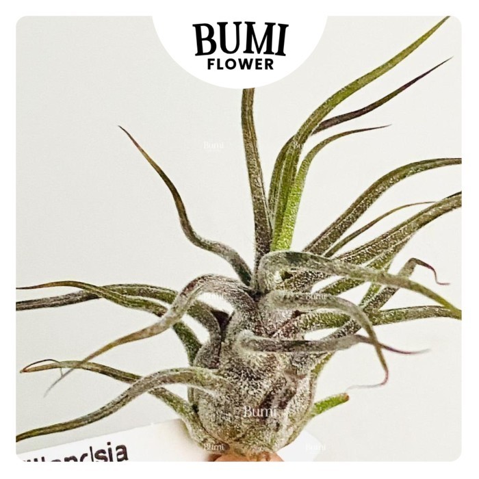 Tillandsia pruinosa 'Guatemala' - Bumi Air Plants Tanaman Udara
