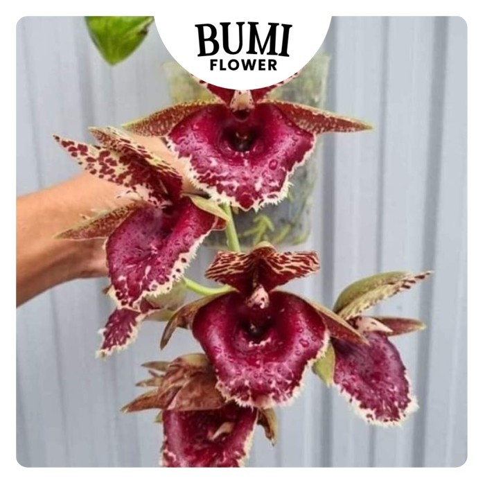 Clowesetum Jumbo Waltz - BUMI Catasetum FDK Orchids Anggrek