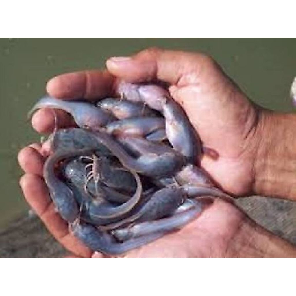 benih/bibit lele Dumbo ayak 3 isi 50 pcs