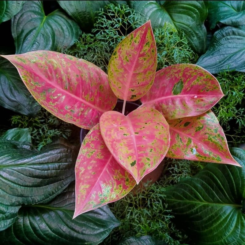 PROMO PROMO Aglonema Kochin Paramruai Tanaman Hias Bunga Aglaonema Kochin Paramruay Merah BUKAN bong